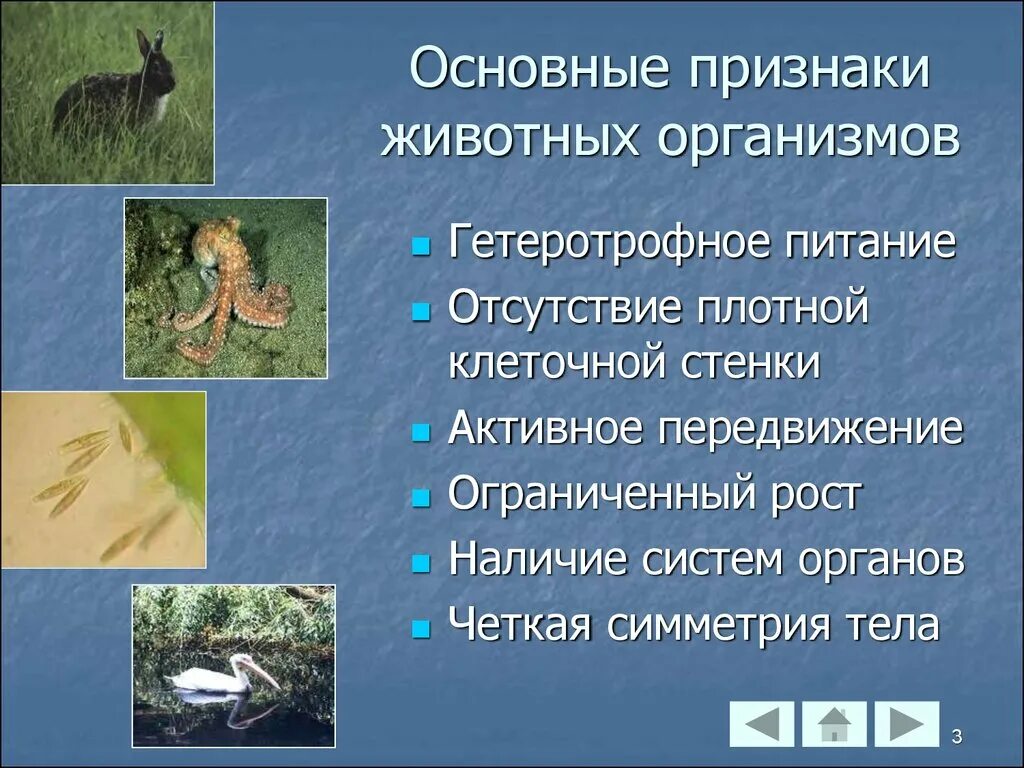 Картинка признаки животных Основным признаком всех живых организмов является: найдено 76 изображений
