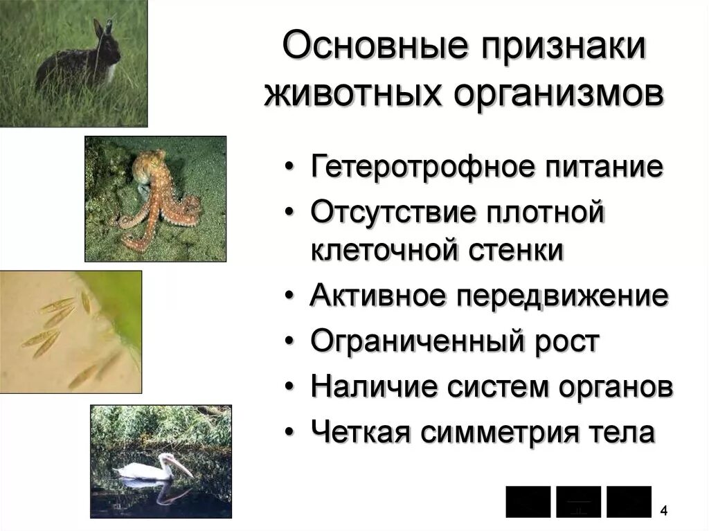 Картинка признаки животных Что относится к признакам животных организмов