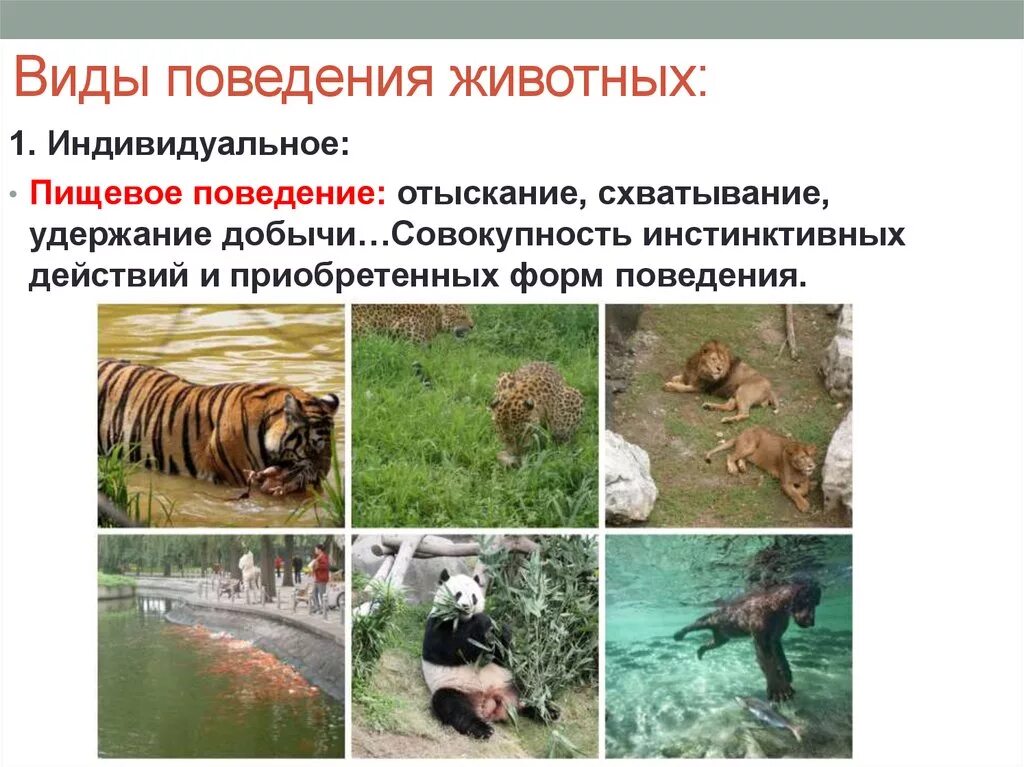Картинка признаки животных Картинки ОПРЕДЕЛЕНИЕ ПОВЕДЕНИЮ ЖИВОТНЫХ