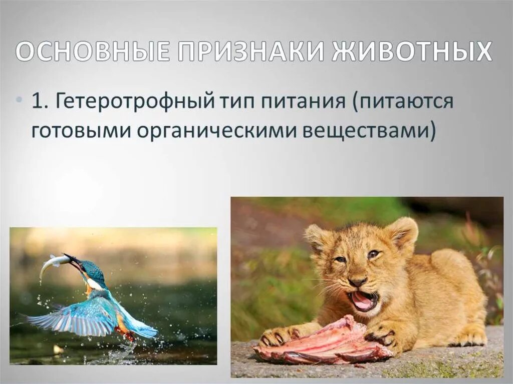 Картинка признаки животных Важные признаки животных: найдено 72 изображений