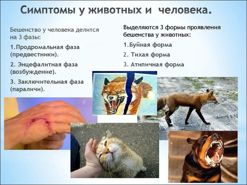 Картинка признаки животных Пострадавшему от укуса бешеной собаки: найдено 88 изображений