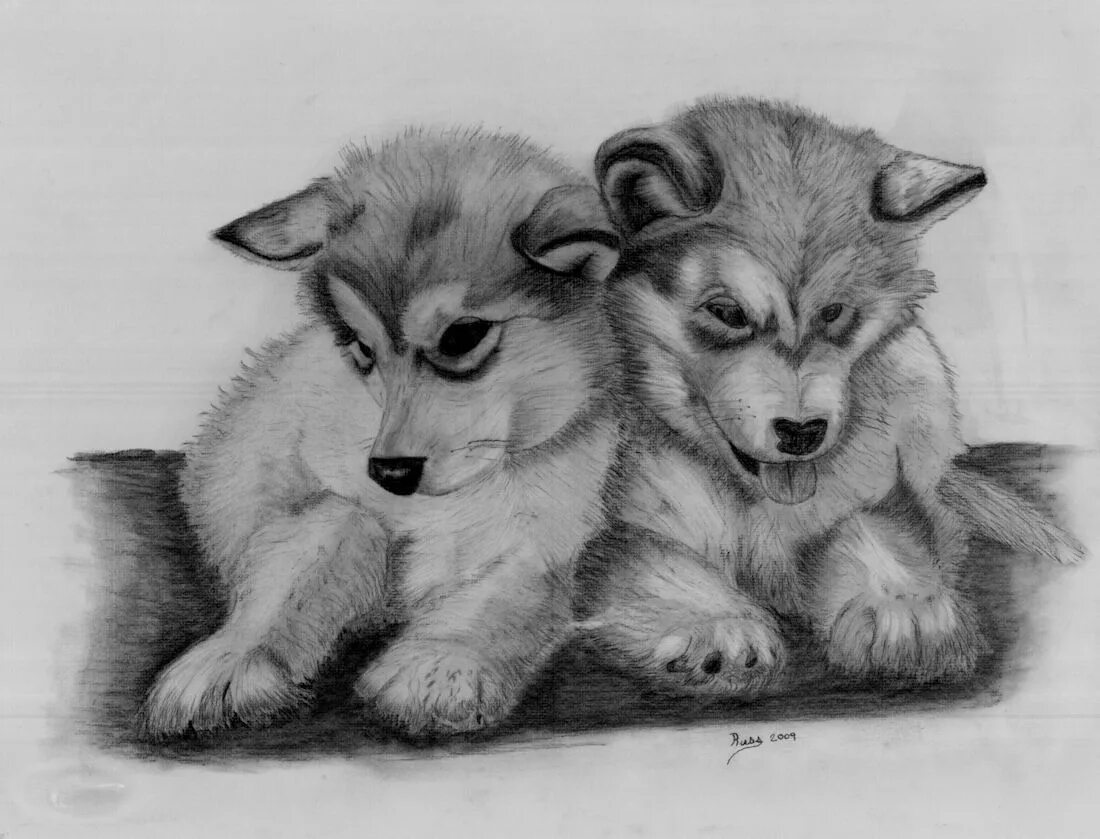 Картинка про животных нарисовать Loading... Husky drawing, Drawings, Puppy drawing