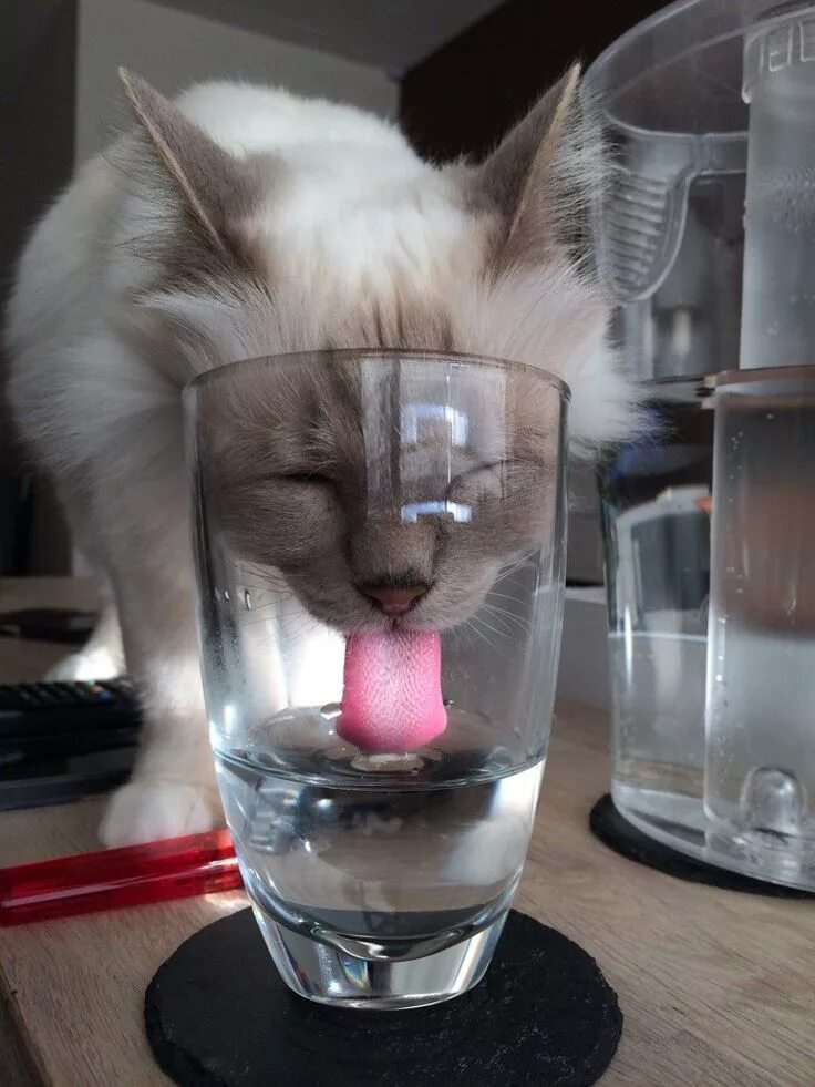 Картинка пьяного со стаканом с утра прикольные 45 Phenomenal Moments That Are The Definition Of Perfect Timing Gatitos lindos, 
