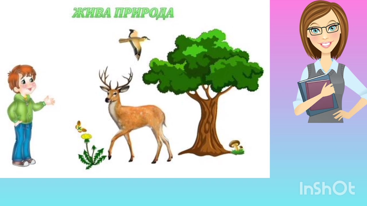 Картинка растения и животные для детей Ознайомлення з природнім довкіллям " Природа жива і нежива" - YouTube
