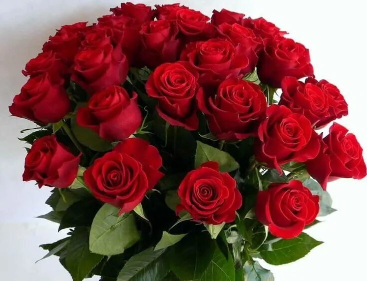 Картинка розы с днем рождения ВСЁ, ЧТО Я ЛЮБЛЮ....... - Картинки из тем OK.RU Beautiful rose flowers, Beautifu