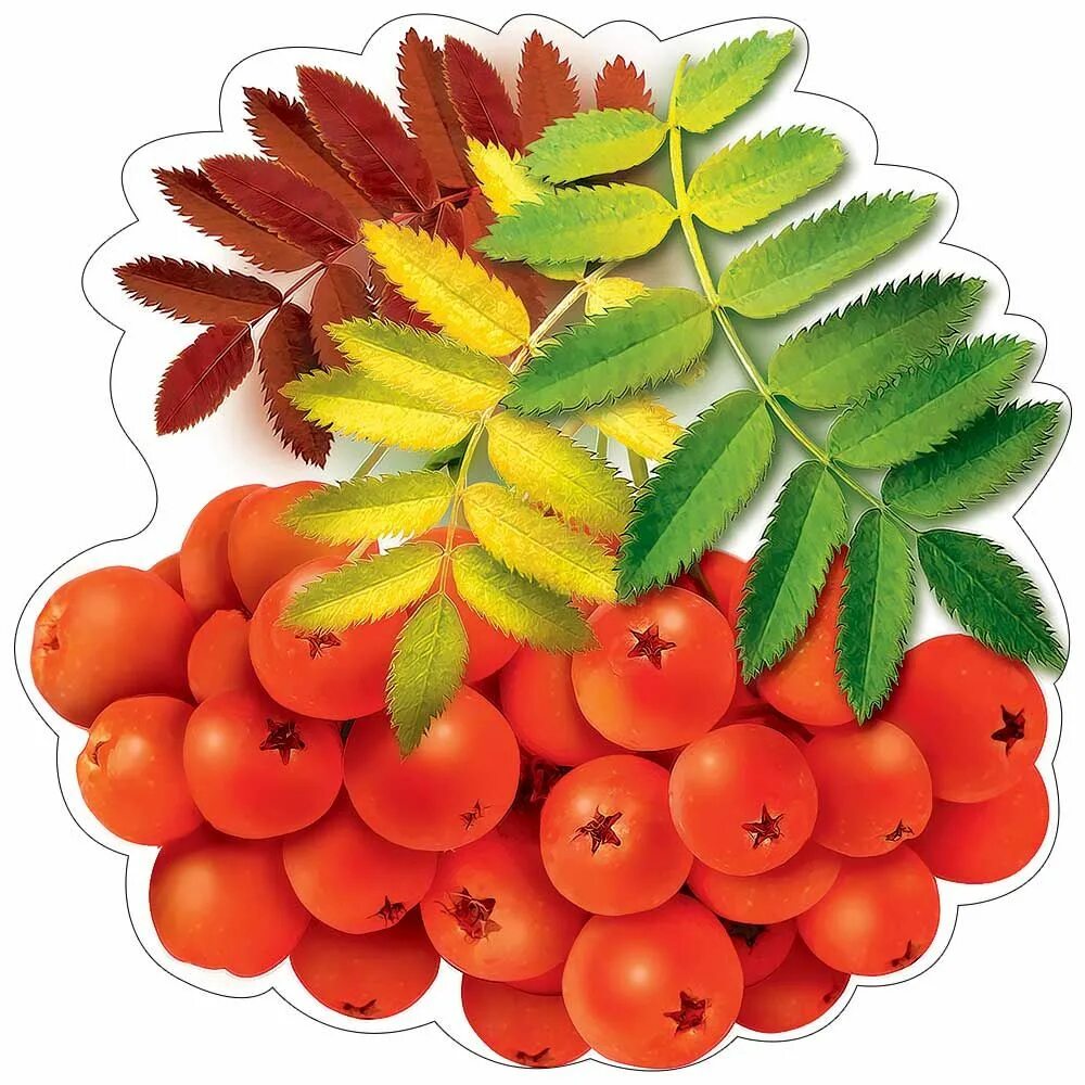 Картинка рябинка для детского сада для оформления Pin on картинки детям Fall crafts for kids, Flower frame, Fall season pictures
