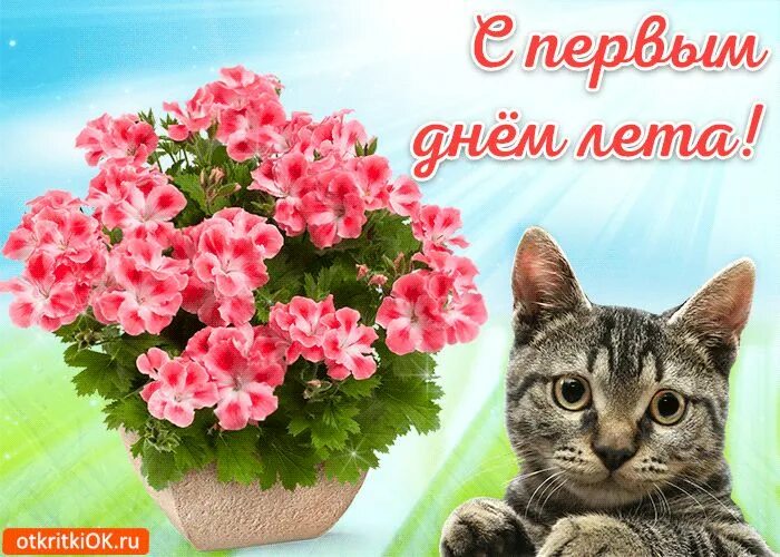 Картинка с 1 днем лета прикольные Анимационная открытка с первым днем лета Открытки, Лето, Поздравительные открытк