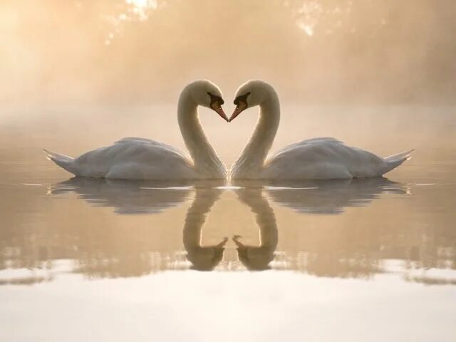 Картинка с 29 годовщиной свадьбы Gourgeous Animals kissing, Animals beautiful, Pet birds