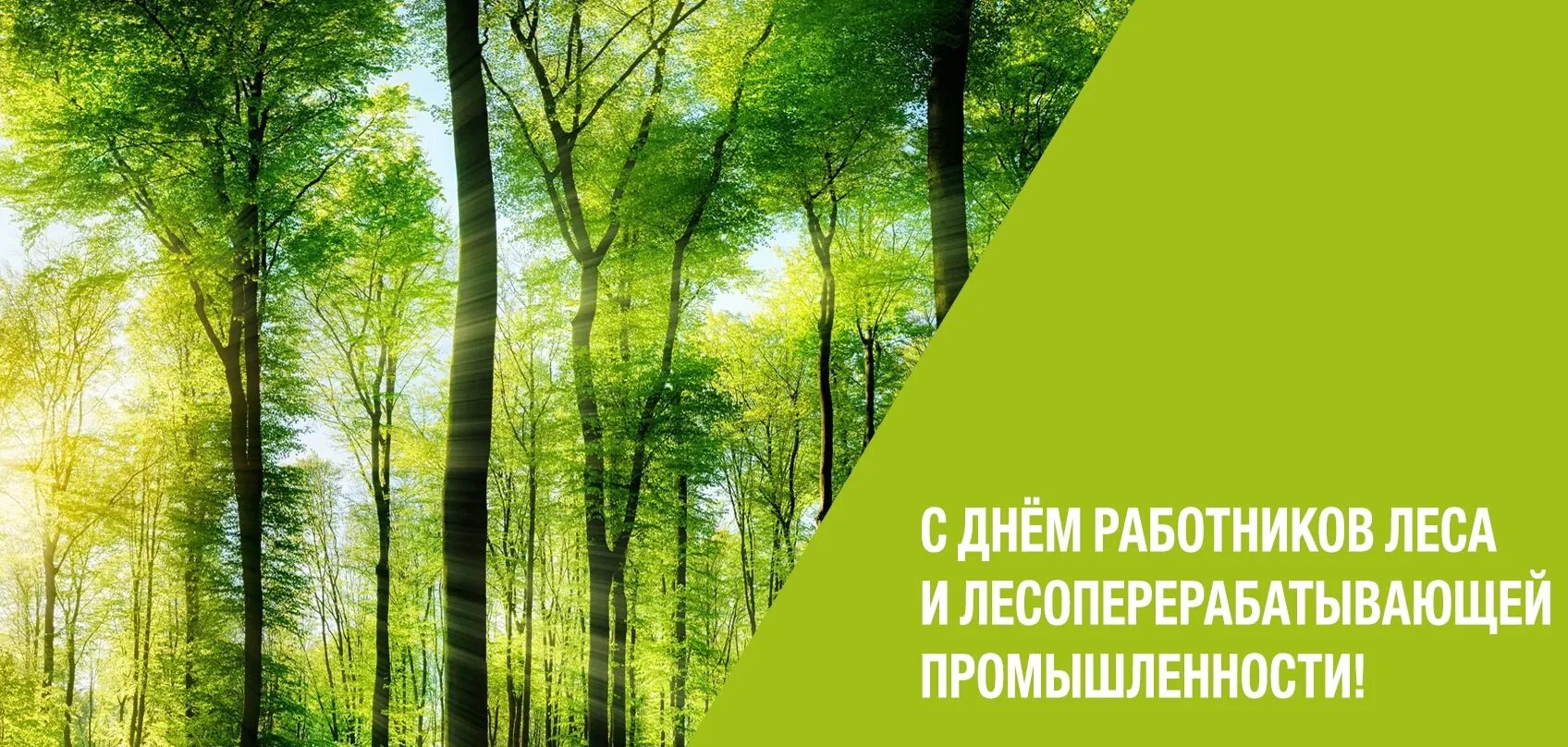 Картинка с днем леса прикольные Новости и репортажи