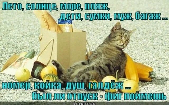 Картинка с днем отпуска прикольная Pin on Юмор. Animals, Cats, Moping