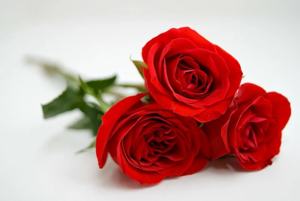 Картинка с днем рождения александра женщине The Beauty of Rose Flowers - Steemit