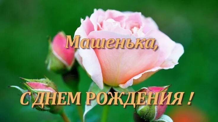 Картинка с днем рождения мария Машенька с днём рождения С днем рождения, Рождение, Бумажные пионы