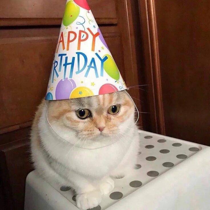 Картинка с днем рождения мем Pin by danny on happy tag Cat birthday, Funny happy birthday meme, Cute baby cat