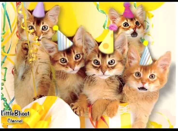 Картинка с днем рождения с котами прикольная Happy Birthday ♫ Meaw ♪ Happy birthday kitten, Happy birthday cat, Kitten birthd