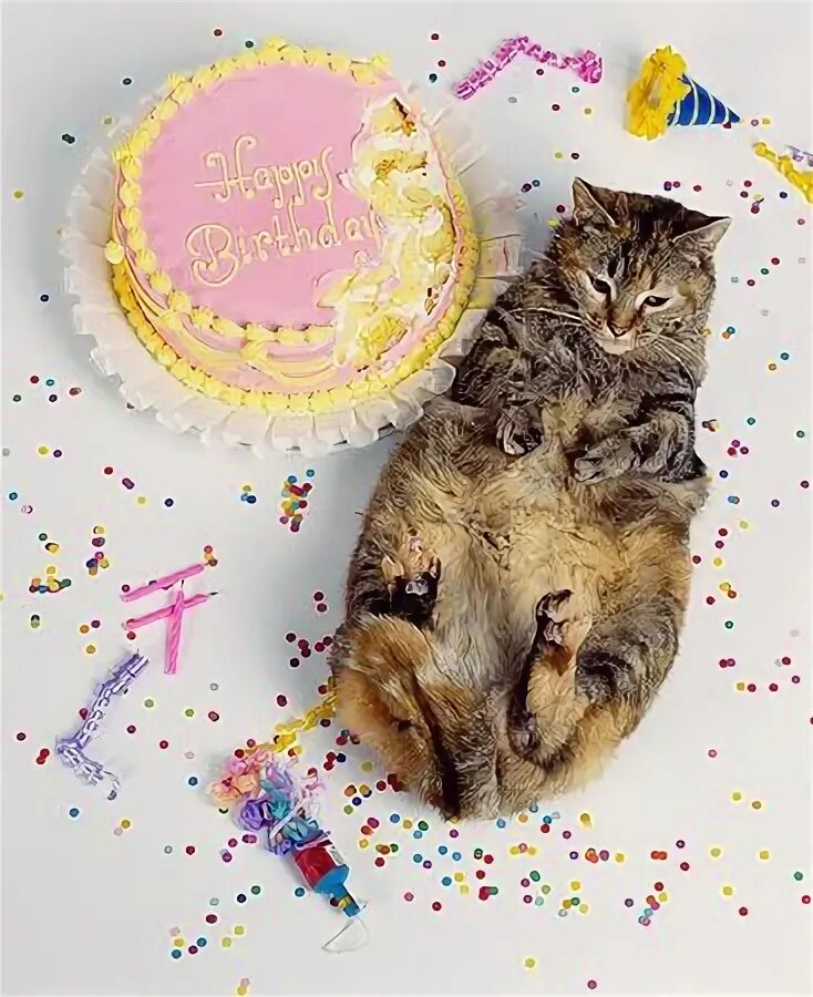 Картинка с днем рождения с котом Pin by Kalika Kastein on CATS Cats, Animal pictures, Cute animals