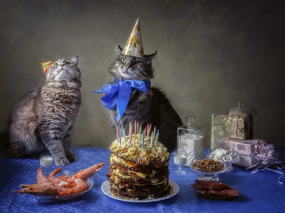 Картинка с днем рождения с котом День рожденья - грустный праздник Фотограф Ирина Приходько Фото № 47934