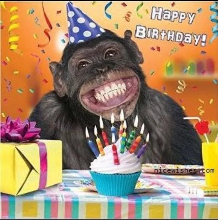 Картинка с днем рождения смешная с юмором Great Happy Bd Meme From A Chinese Kid Happy birthday animals, Happy birthday pi