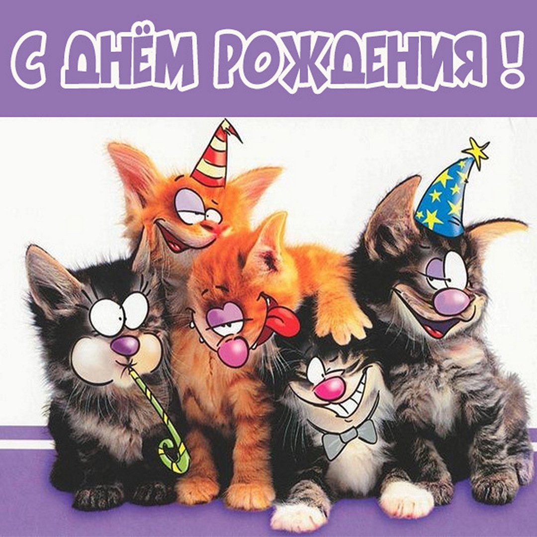 Картинка с днем рождения смешная с юмором Открытки и прикольные картинки с днем рождения с КОТИКАМИ, котами и кошками