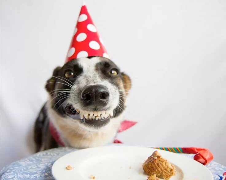 Картинка с днем рождения смешная с юмором happy-birthday-smiling-dog Niner, who seems very pleased with his cake this year