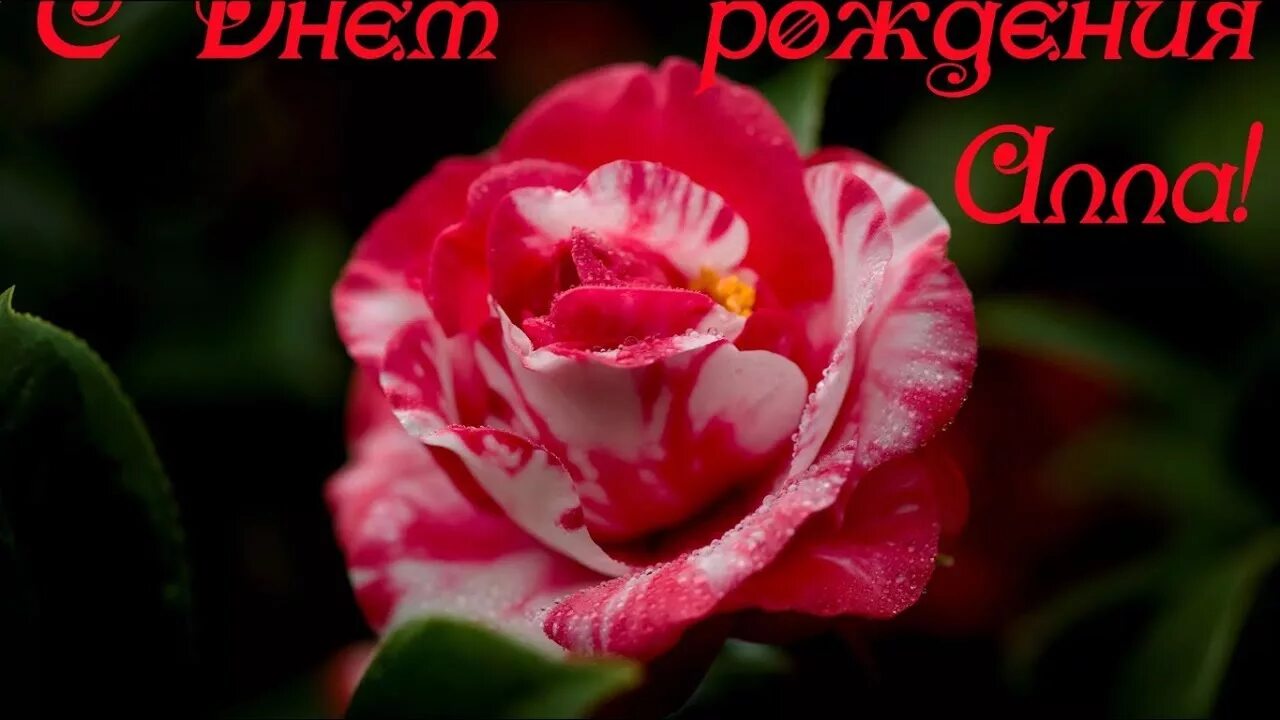 Картинка с днем рождения женщине алле С Днем Рождения Алла!!! - YouTube