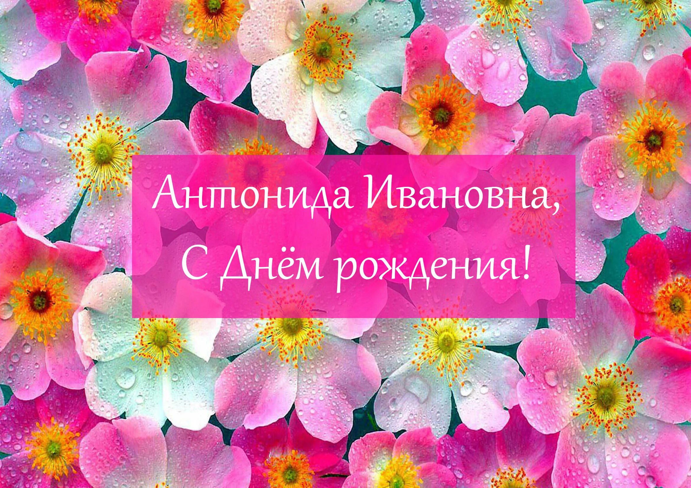 Картинка с днем рождения женщине антонина С днём рождения, Антонида Ивановна! - КОМИ РЕСПУБЛИКАНСКАЯ ОРГАНИЗАЦИЯ ОБЩЕРОССИ