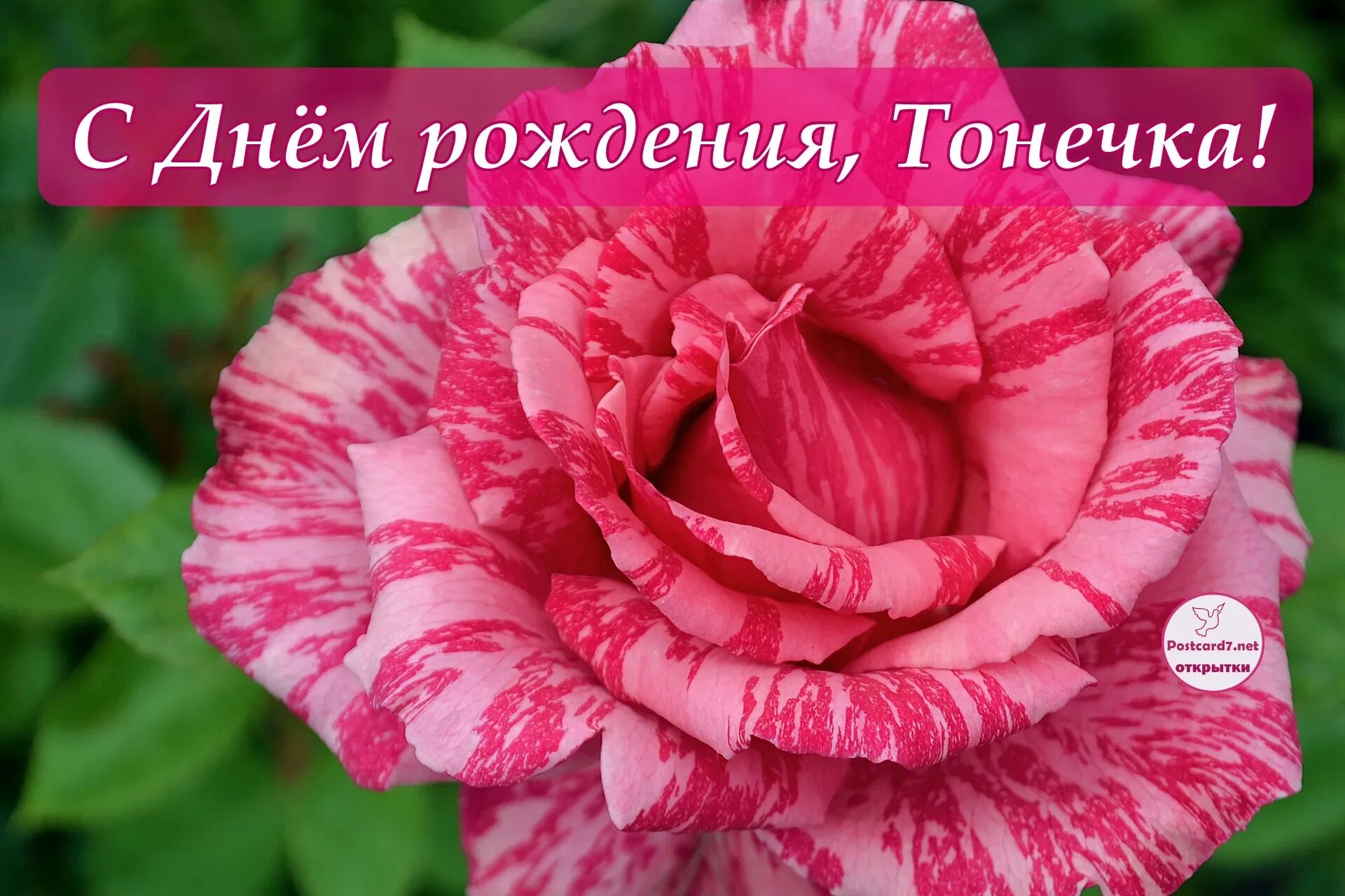 Картинка с днем рождения женщине антонина Именины Антонины, поздравление Антонине: картинки и открытки 100 шт.