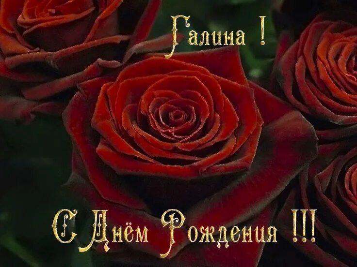 Картинка с днем рождения женщине галя Галина! С Днём Рождения!!! Flowers, Rose, Plants