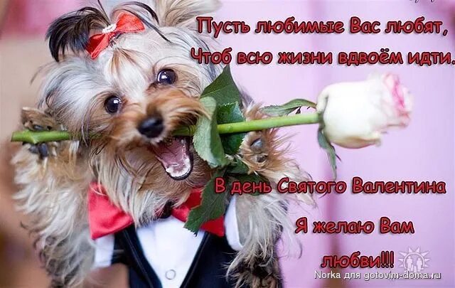 Картинка с днем рождения женщине с животными Всех любящих и любимых с праздником - Сообщество "DRIVE2 Пермский край" на DRIVE