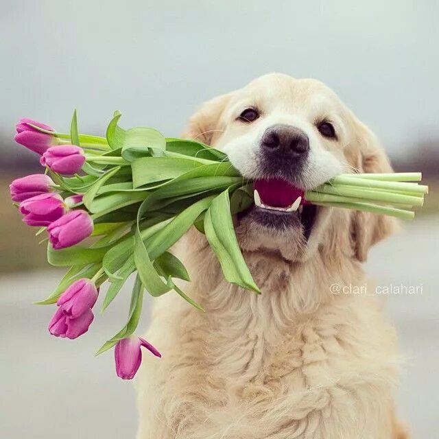 Картинка с днем рождения женщине с животными Golden Stars on Instagram: "a bunch of tulips for a pack of cookies ✌ #bestdeal"