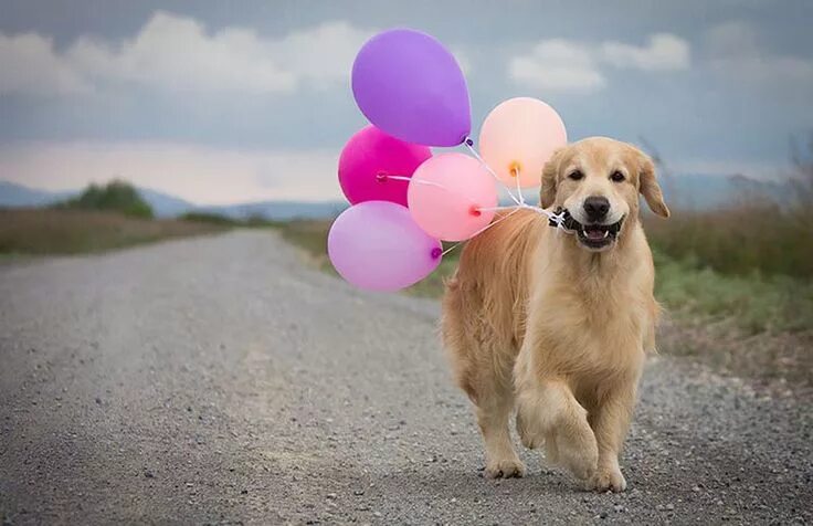 Картинка с днем рождения женщине с животными Pin by FunnyWorm on Funny Dog birthday pictures, Retriever, Dogs golden retrieve
