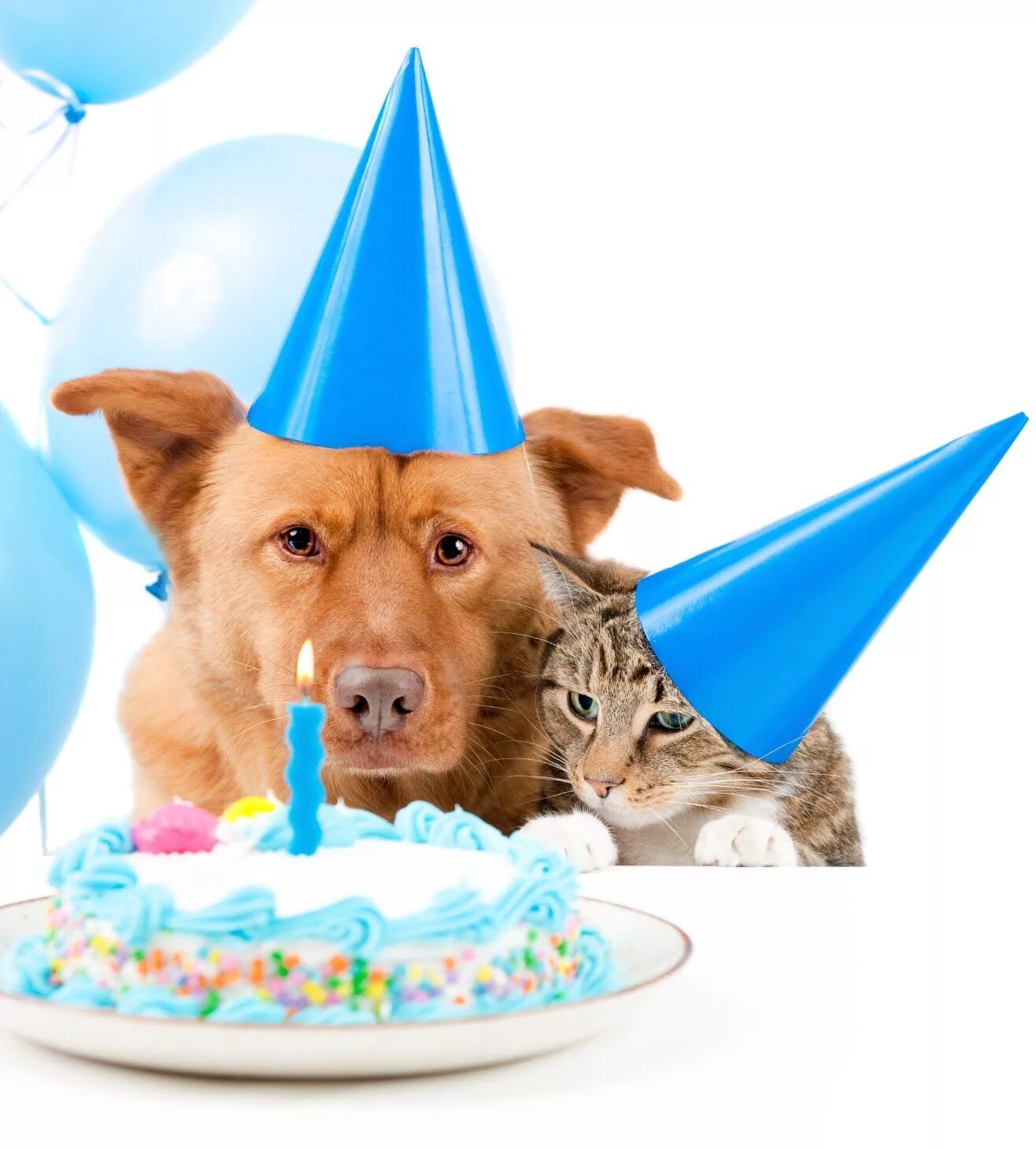 Картинка с днем рождения женщине с животными L'anniversaire est toujours un bon moyen de se réunir ! Aniversário mensagem, Fe