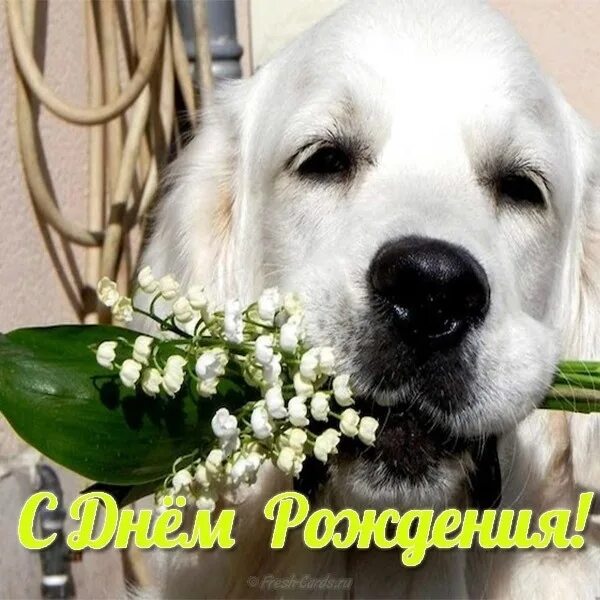 Картинка с днем рождения женщине с животными Happy Birthday to our community members: Marina Gorjacheva, Aleksandra Hramshina