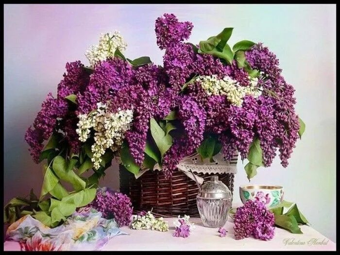 Картинка с днем рождения женщине сирень Цветы фото Сирень Lilac flowers, Beautiful flower arrangements, Purple flowers
