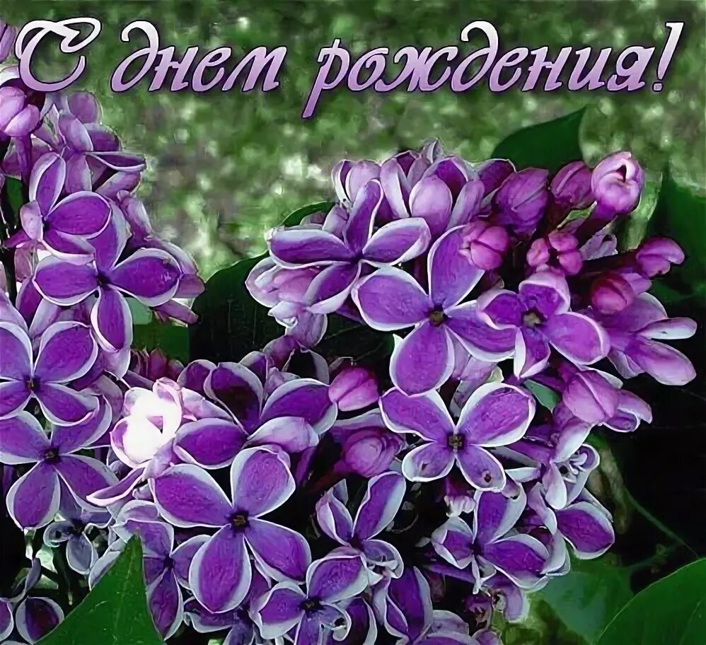 Картинка с днем рождения женщине сирень С Днем рождения Оля!!! Счастья и любви тебе - Слушать онлайн. Музыка Mail.Ru