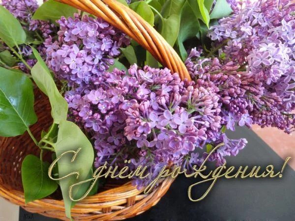 Картинка с днем рождения женщине сирень Открытки с сиренью (24 картинки) Plants