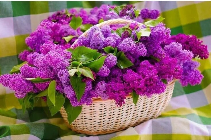 Картинка с днем рождения женщине сирень Pin by hale sumer on Saksı ve vazodaki çiçekler Amazing flowers, Beautiful bouqu