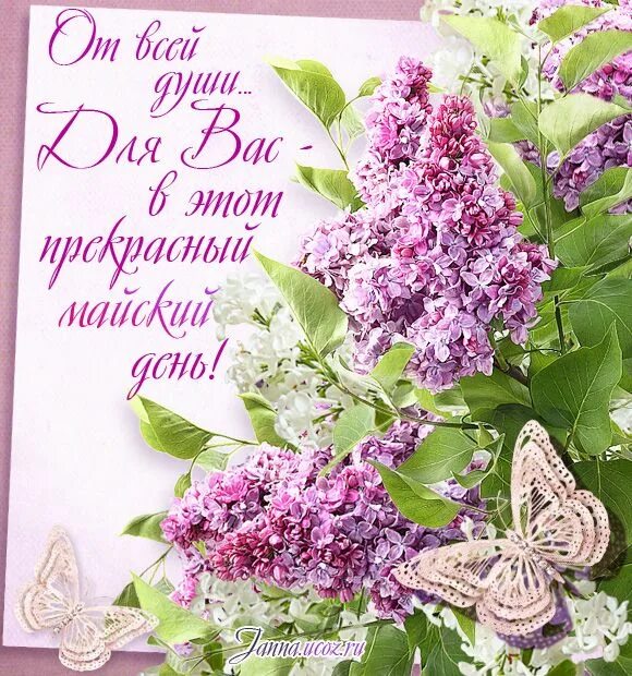 Картинка с днем рождения женщине сирень "От всей души - в этот прекрасный майский день!" - Сирень - Весенние открытки - 