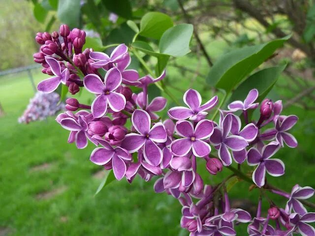 Картинка с днем рождения женщине сирень Beyond The Garden Gate: The glory of spring Memorial flowers, Lilac flowers, Flo