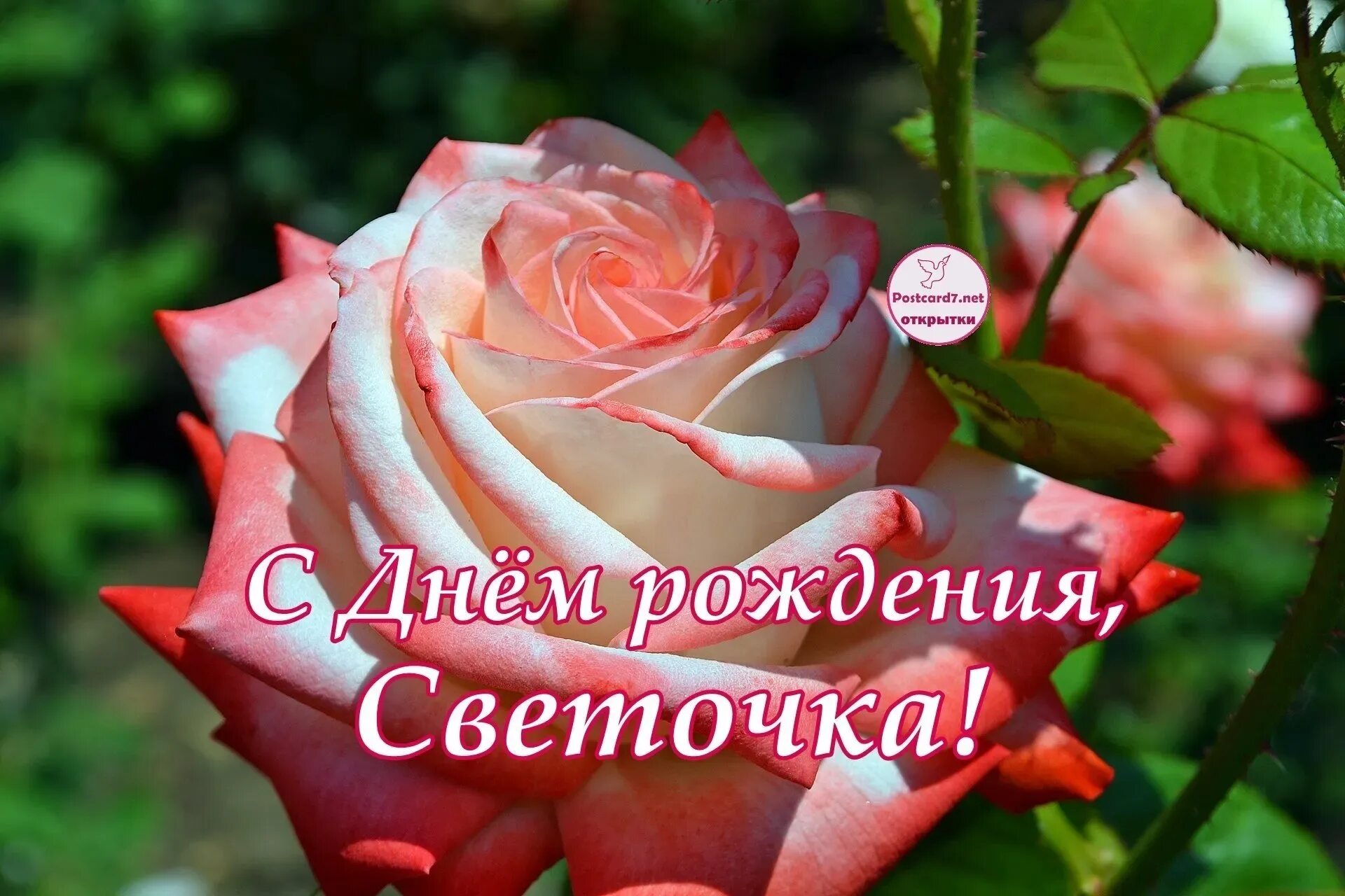 Картинка с днем рождения женщине светик С Днем Рождения Светуля (58 картинок)