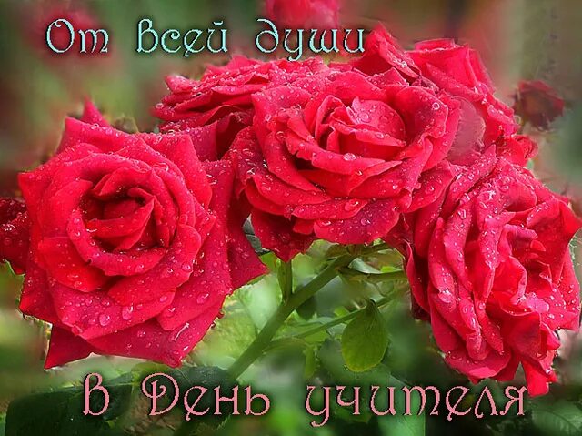 Картинка с днем учителя букет роз Учителя, примите поздравления!