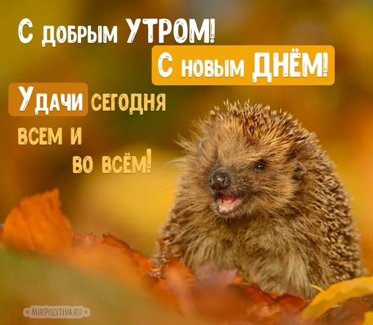 Картинка с добрым утром осенняя прикольная новая Доброе утро: картинки красивые и необычные Доброе утро, Открытки, Утренние цитат