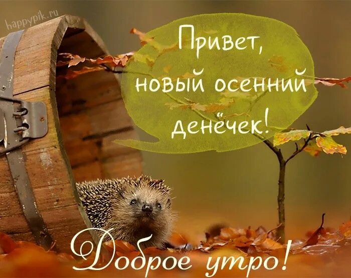 Картинка с добрым утром осенняя прикольная новая С добрым осенним утром картинки. Более 70 новых красивых картинок Осень, Смешные