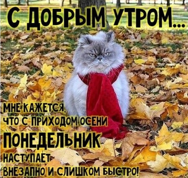 Картинка с добрым утром понедельника прикольная осенняя Новости и сообщения из официальной группы Вконтакте Магазина зоотоваров Тотошка 
