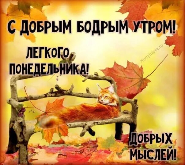 Картинка с добрым утром понедельника прикольная осенняя Good morning friends ! 2022 ГОРОД 53 /// Великий Новгород VK