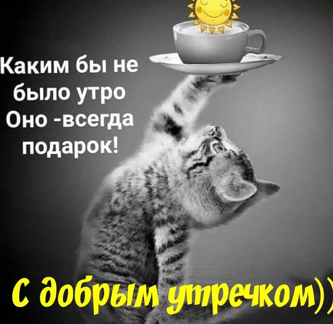 Картинка с добрым утром с прикольными словами Пин от пользователя Людмила Степанова на доске Доброе утро в 2020 г Доброе утро,