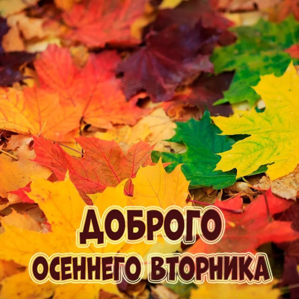 Картинка с добрым утром вторника осенняя прикольная #МордовскийМуниципальныйОкруг С добрым утром вторника! Пусть будет много сил и э