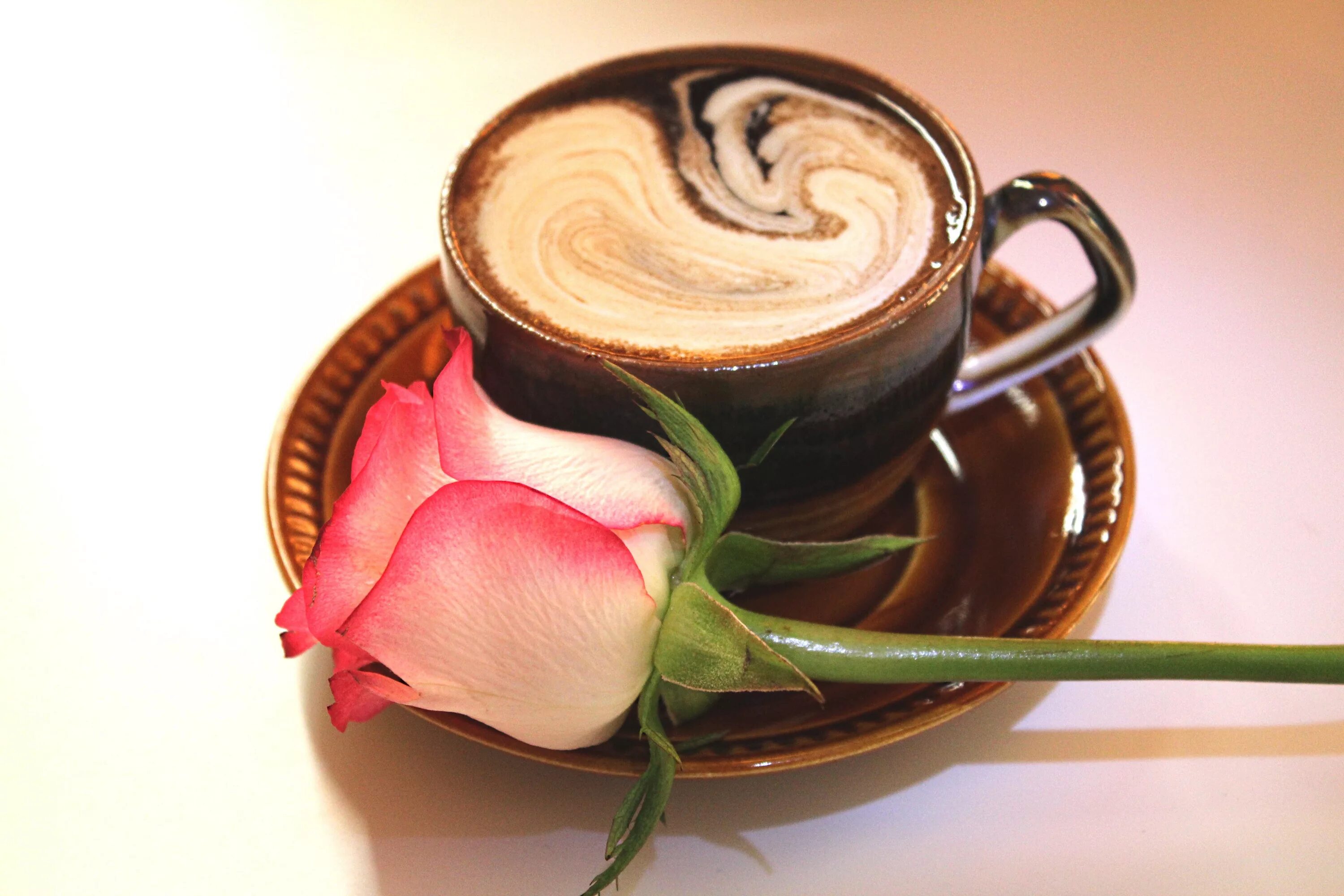 Картинка с добрым утром женщине Free Images : flower, petal, foam, rose, produce, drink, coffee cup, cup of coff