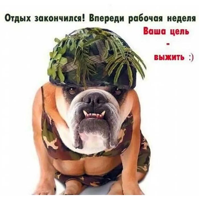 Картинка с новым рабочим днем прикольные Центр Дрессировки Собачья Академия: фото, новости и события - обсуждение на фору