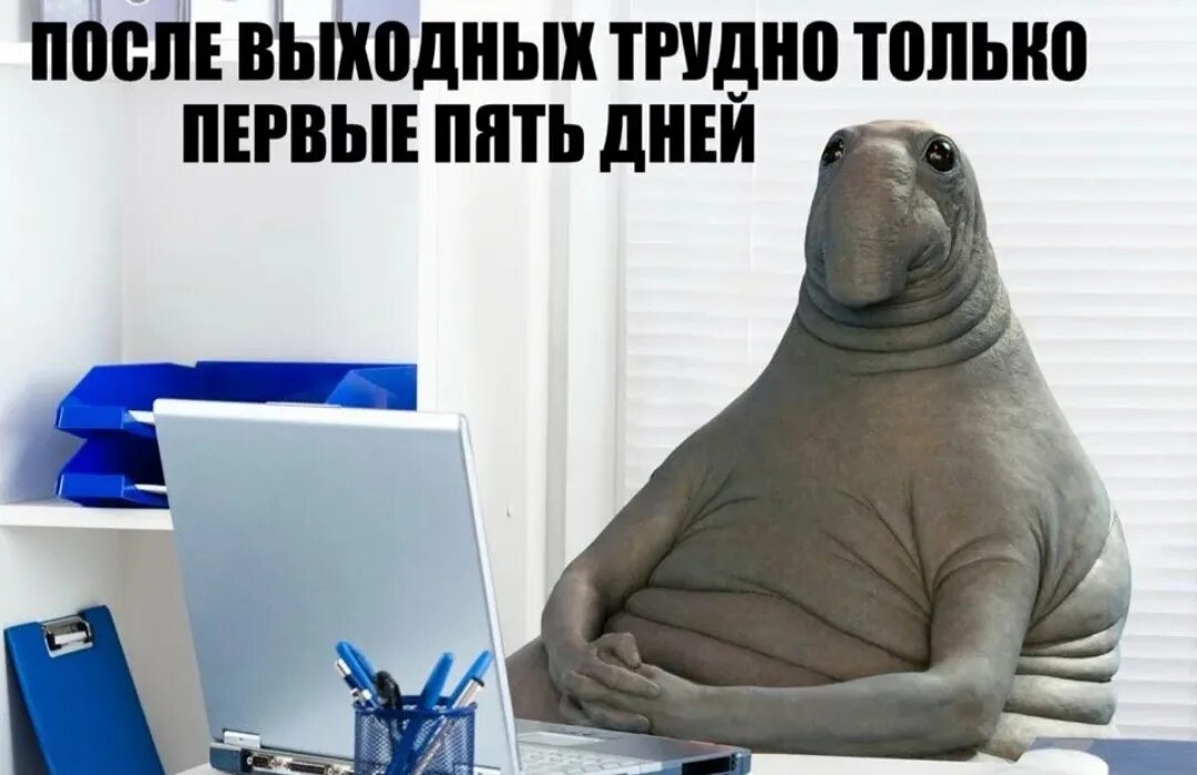 Картинка с новым рабочим днем прикольные С первым рабочим днём! /Анекдоты от Михалыча лучшее. - смотреть онлайн короткое 