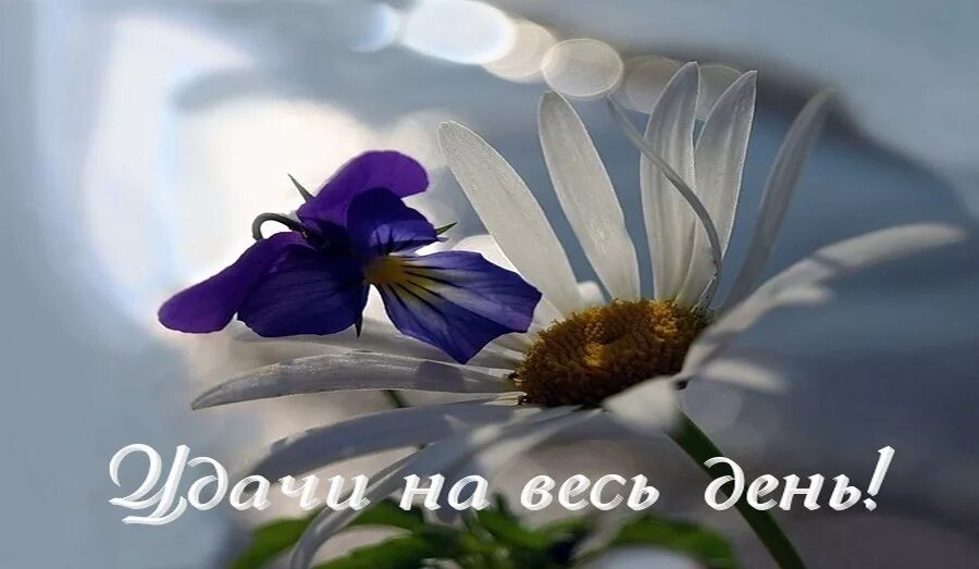 Картинка с позитивной надписью хорошего дня Доброе утро...☀ Хорошего дня...?Прекрасного настроения...?Много улыбок? - смотре